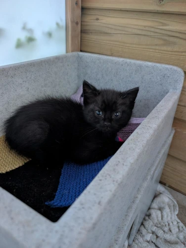Fergus