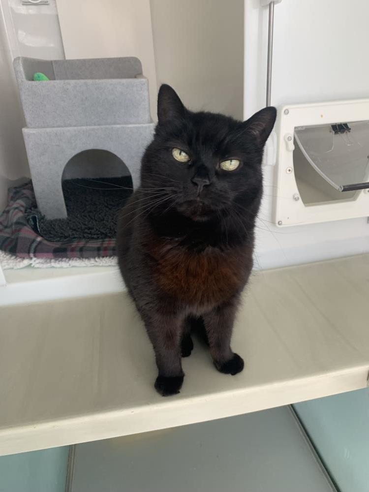 Smokey — Domestic Cat