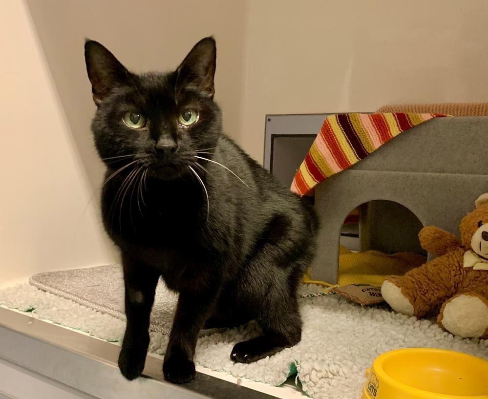 Cats to Adopt Near Me Essential Tips