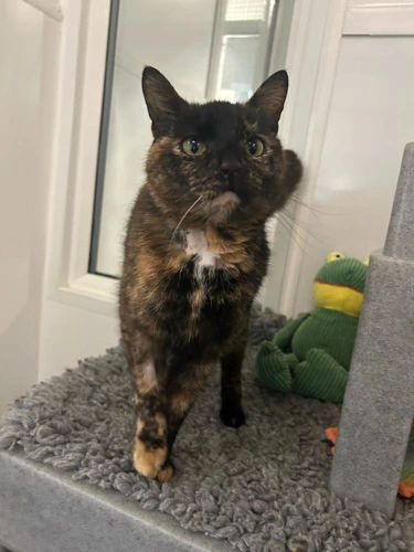 Bellatrix