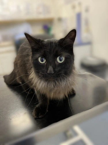 Sophie