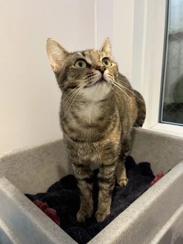 Nyah