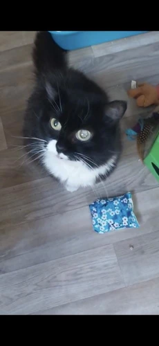 Smudge