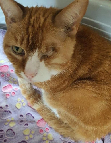 Tom