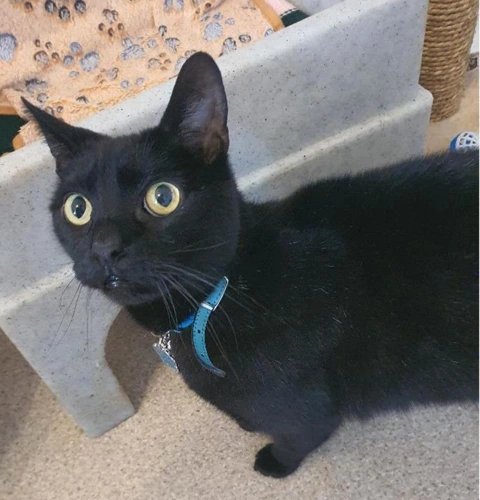 Felix