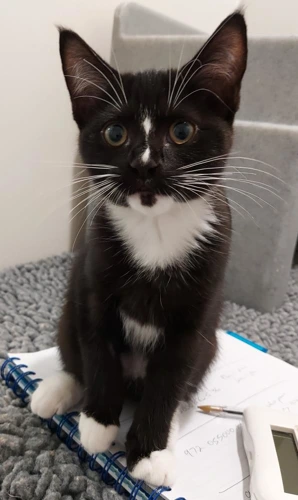 Eriska 12w female kitten