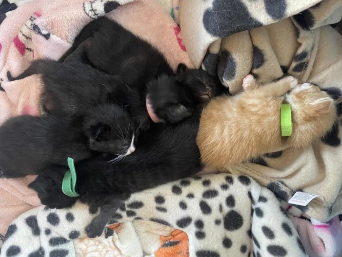Kitten - Onyx