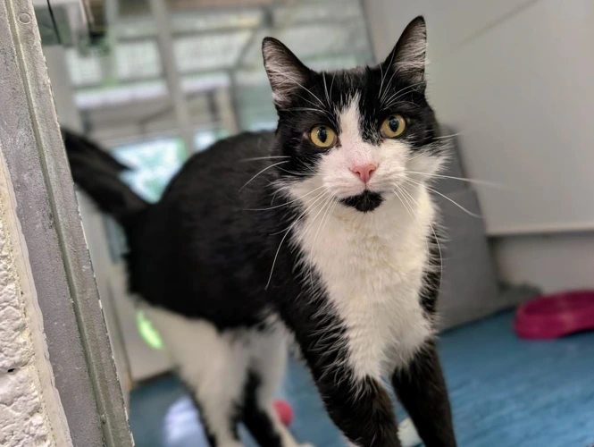 Oreo