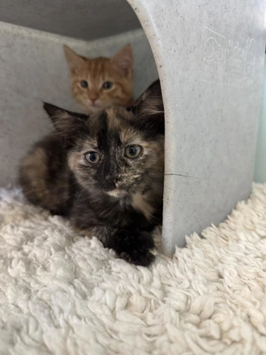 Lilo