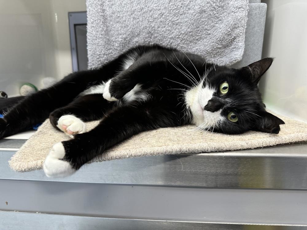 Find a cat near you Adopt a cat Cats Protection