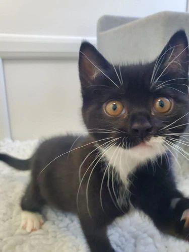 Baby Guiness
