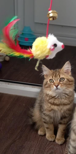 Mufasa