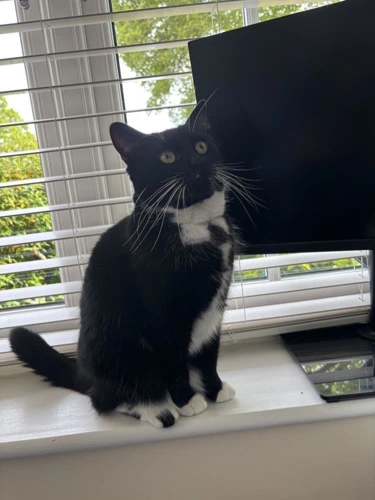LuLu