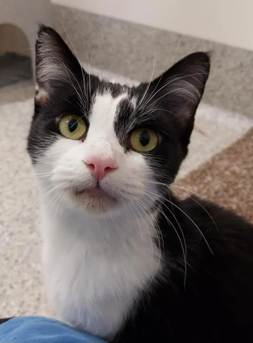 Belinda 1year old female