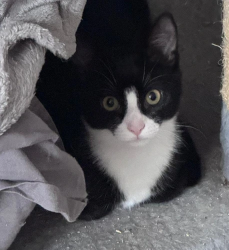 Demi kitten