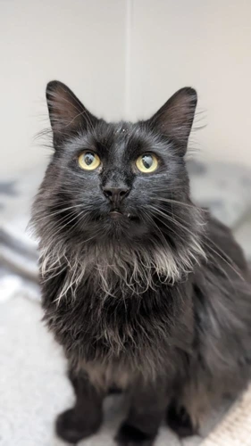Loki