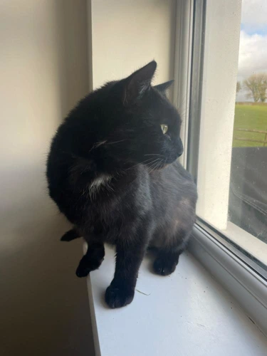 Onyx