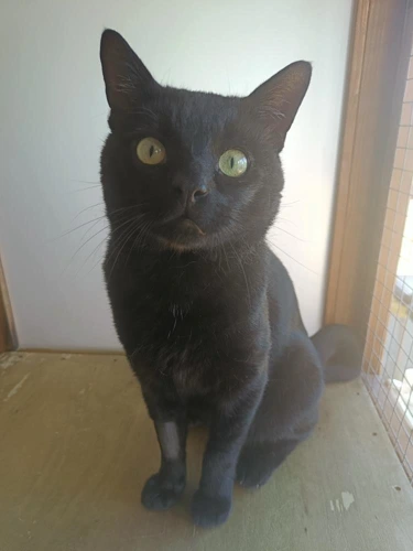 Milo