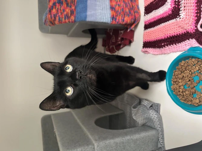 Sooty