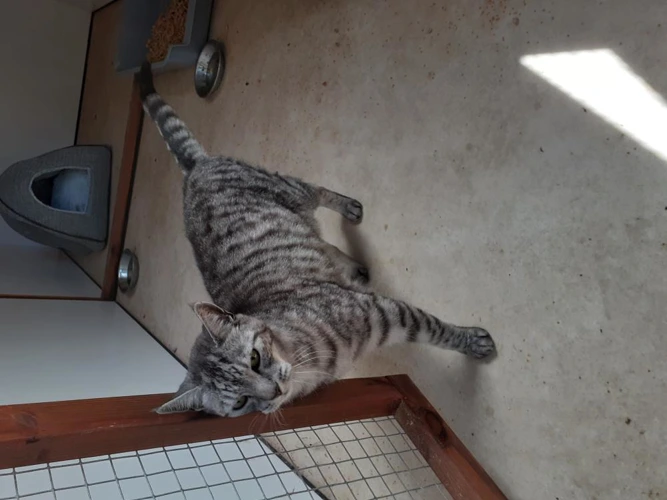 Jax Tigs