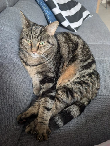 Sonny 6yrs male