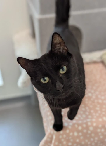 Sooty