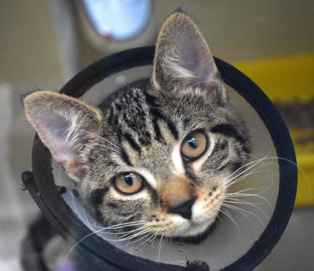 Find a cat near you Adopt a cat Cats Protection