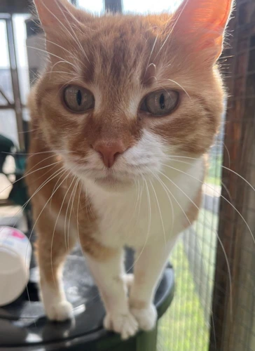 Amber