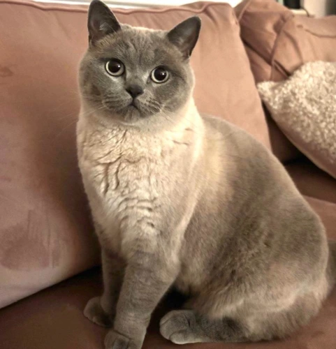 Willow