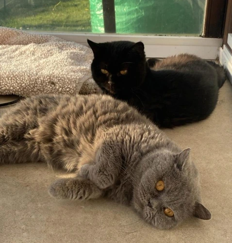 Sophie & Phoebe