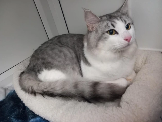 Cats Protection Eastbourne Adoption Centre