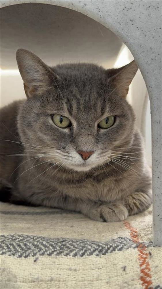 Charlie — Domestic Cat