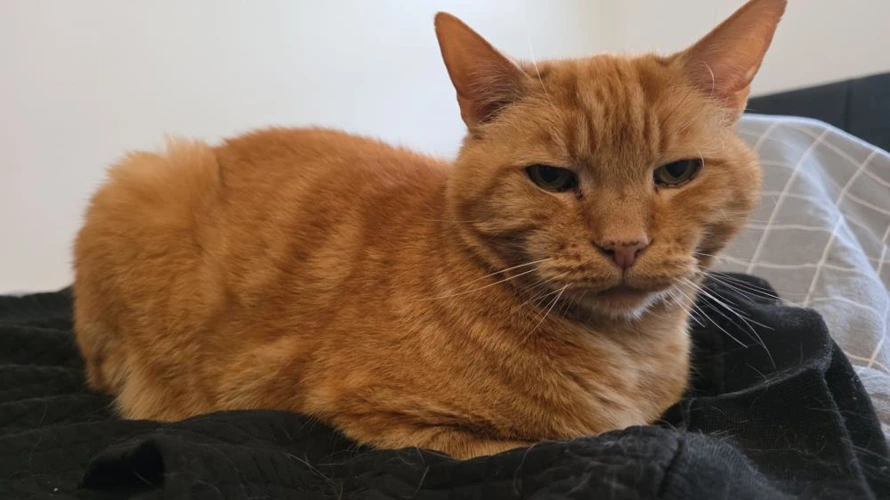 Tigger