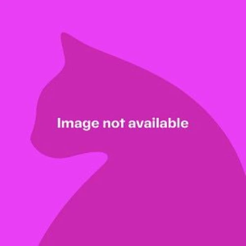 Pumpkin (733302)