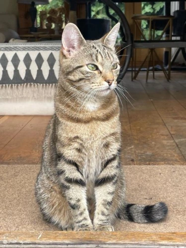 Kitten