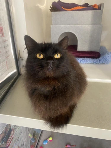 Cora