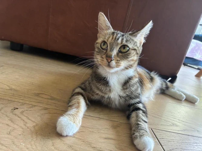 Parsley