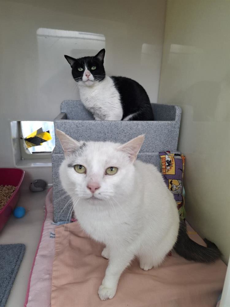 Olive — Domestic Cat