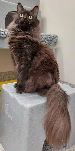 .Hira and Abassi Bonded Pair