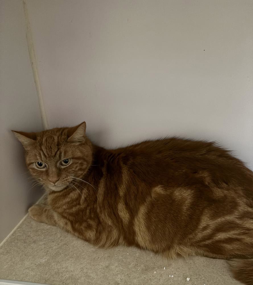 Wimpy — Domestic Cat