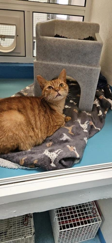 Garfield