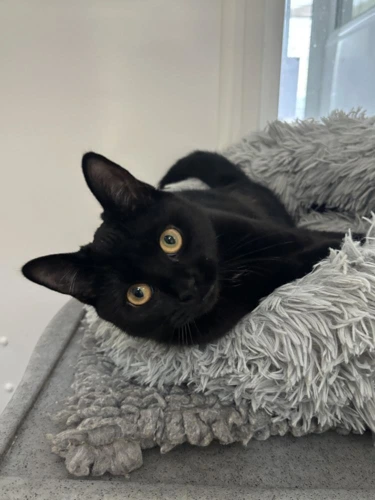 Lulu