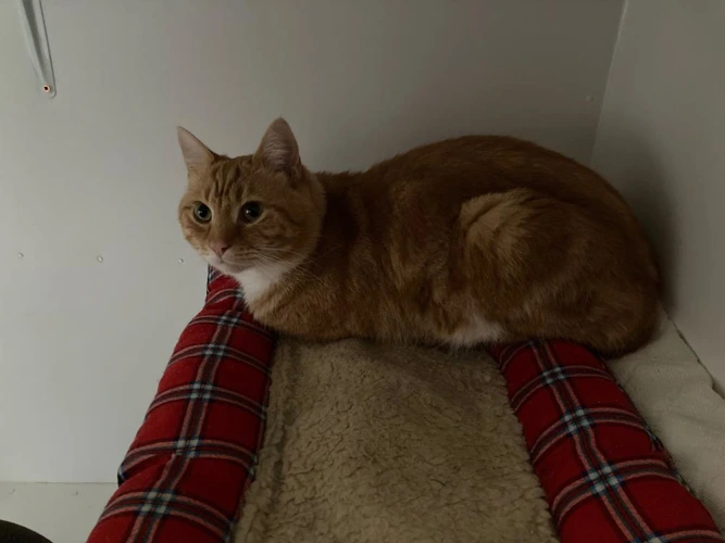 Marmalade