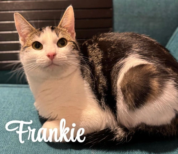 Frankie