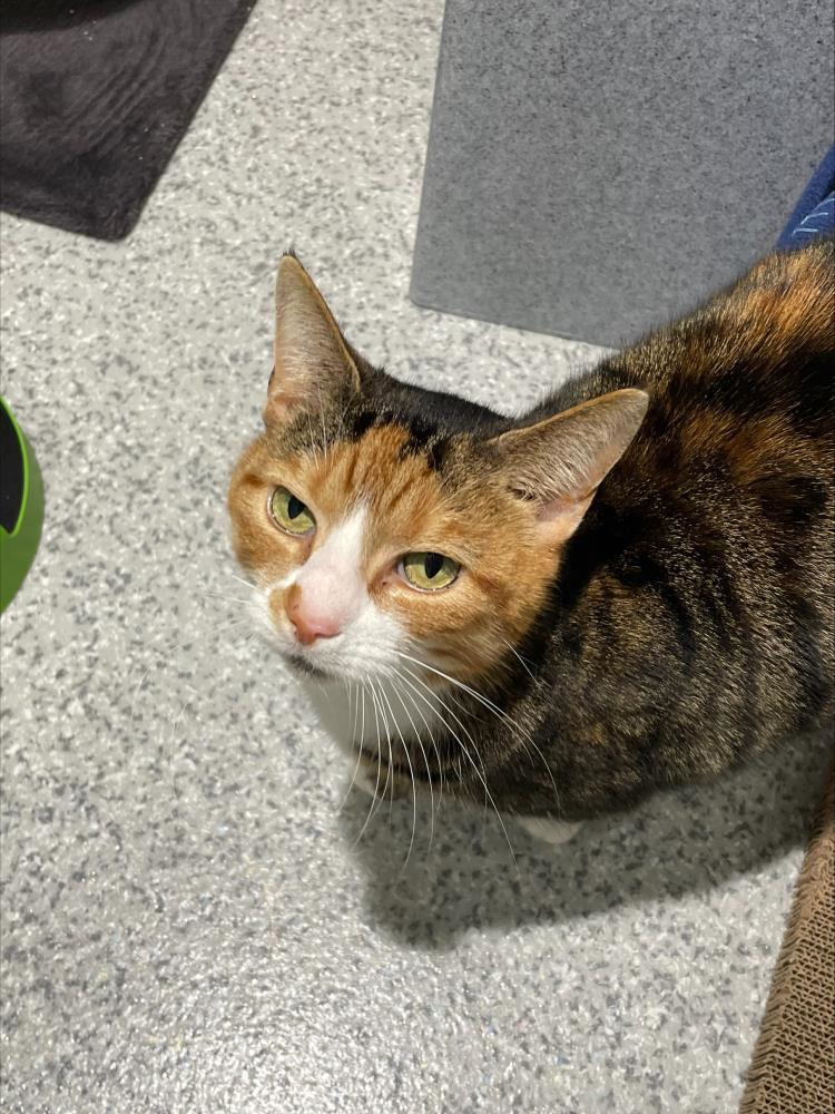 Find a cat near you Adopt a cat Cats Protection