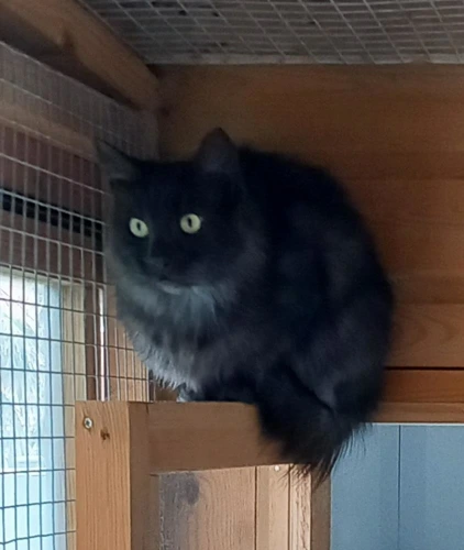 Missy