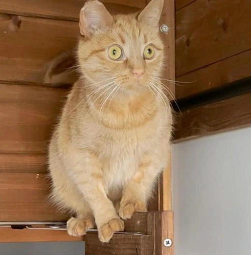 NALA