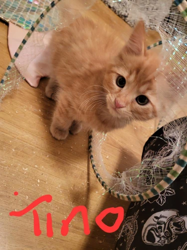 Tino