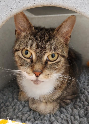 Gladys Elizabeth 3yrs female