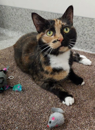 .Lady Marmalade 7y female
